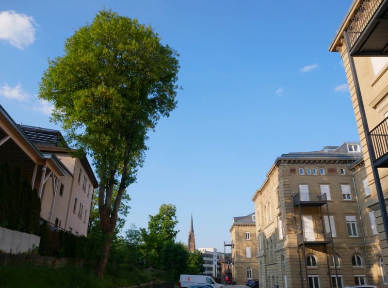 Foto des Baumes