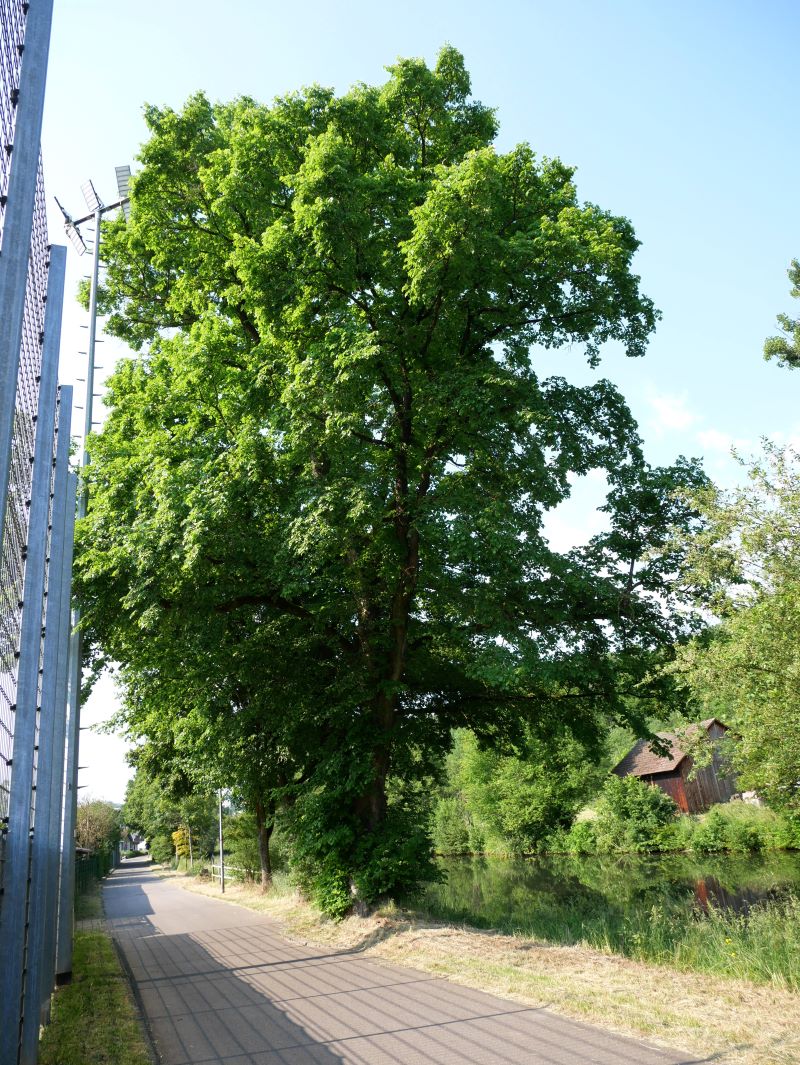 Foto des Baumes