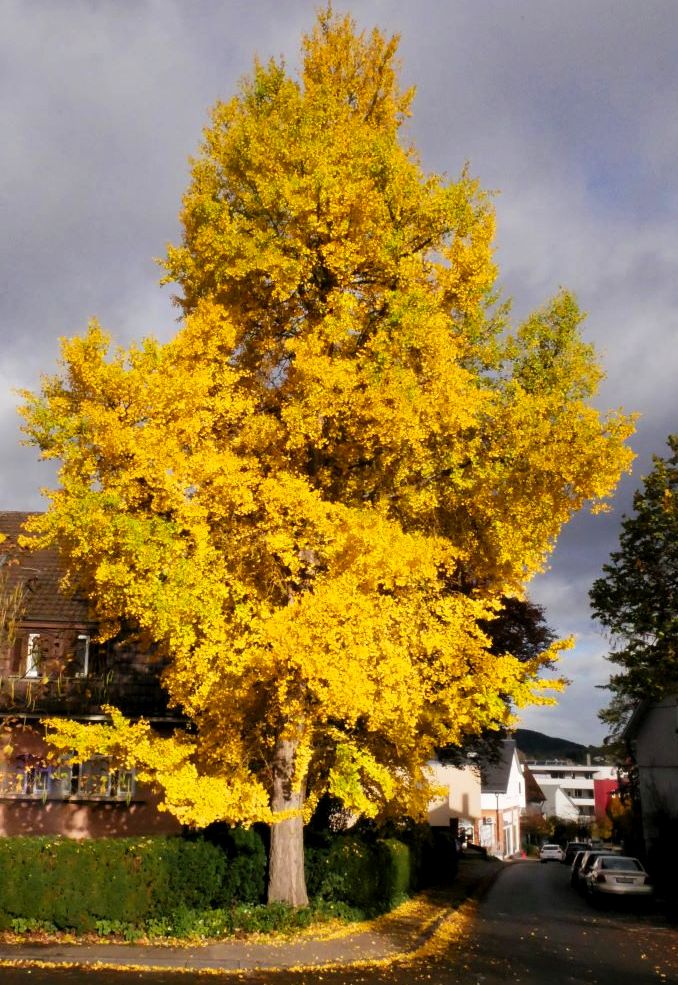 Foto des Baumes