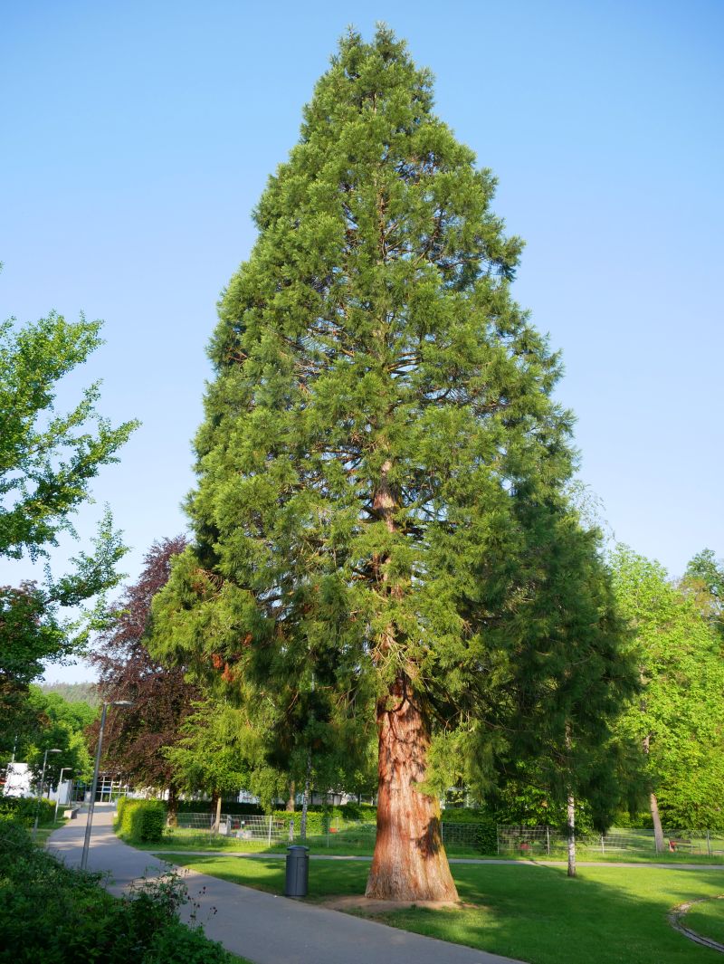 Foto des Baumes