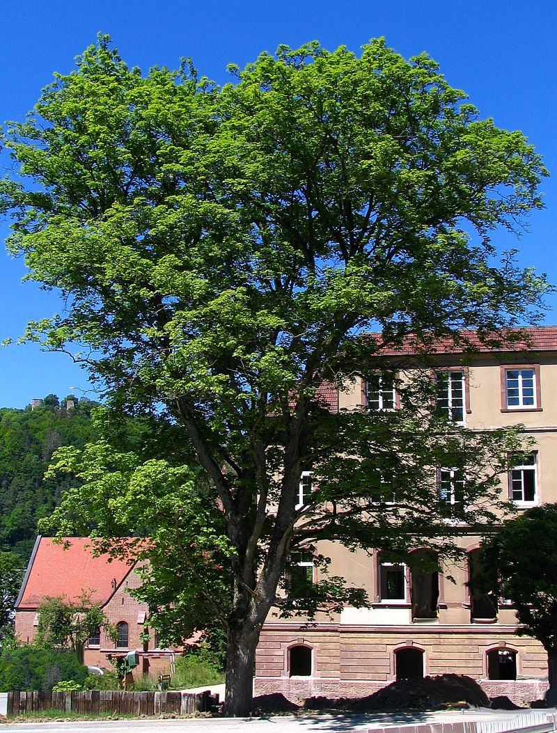 Foto des Baumes